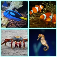 Guess The Sea Animal Game