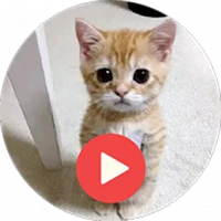 Cat Animated Stickers