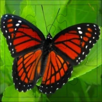 Butterfly Puzzles