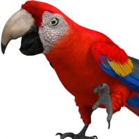 Talking Parrot 2