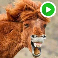 Funny Animal Animated Sticker