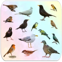 Birds Encyclopedia