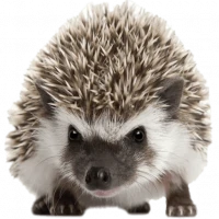 Hedgehog Web Browser