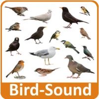 Bird Sounds