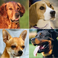 Quiz: Dog Breeds