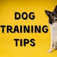 Dog Training Tips